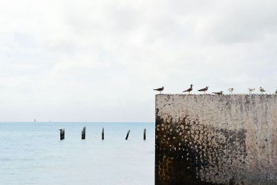 ocean view with seagulls