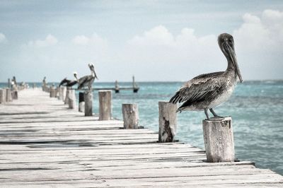 pelicans on a dock