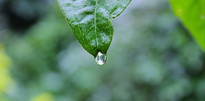 a droplet of water on a green leaf