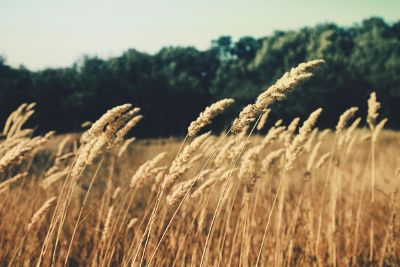 wheat blown by the wind