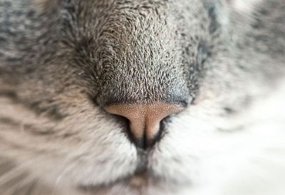 animal nose