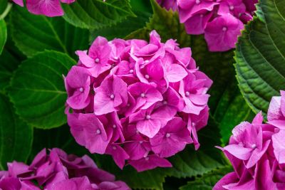 bunch of pink flowers