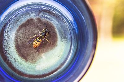 bee on jar