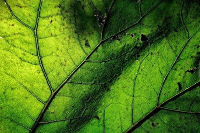 leaf closeup