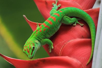 green and orange reptile on plant