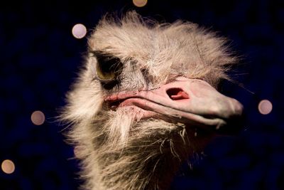 ostrich selfie