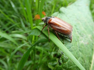 beetle on leaf