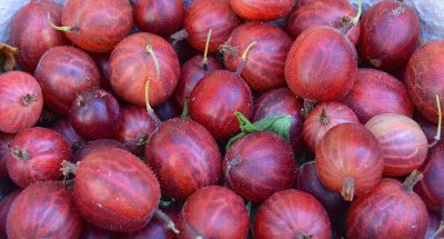 freshly picked fruit