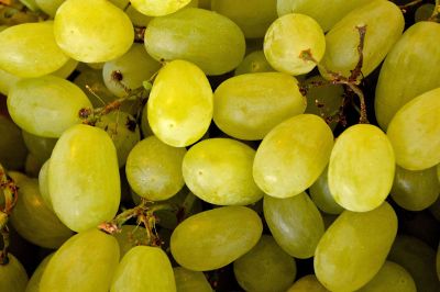 green grapes on stem