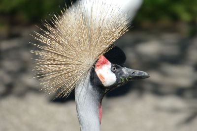 strange bird with crest