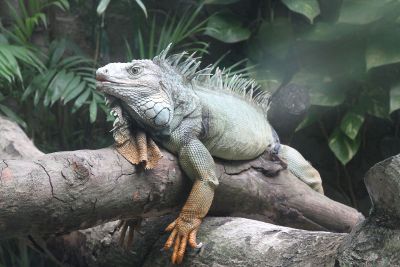 a lizard in a tree