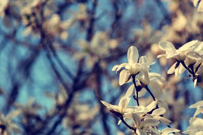 flowers on trees