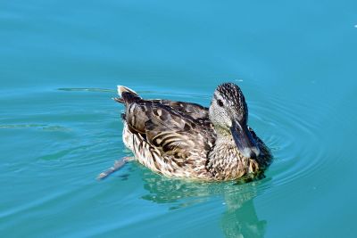 duck swimming