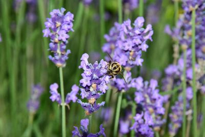 insect in the flower