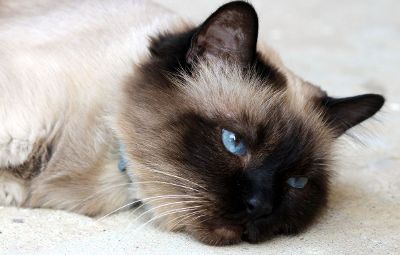 blue eyed cat laying down