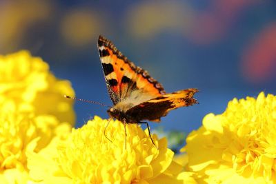 a butterfly on a flower