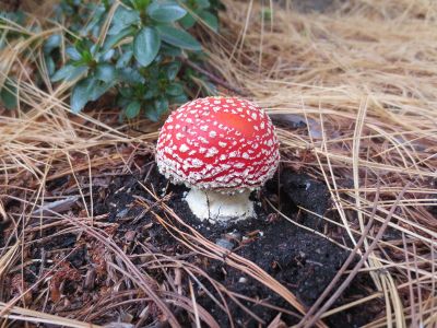 dangerously beautiful mushroom