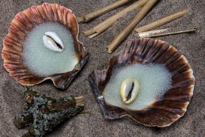 shells on the shore