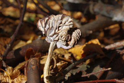 wood mushroom