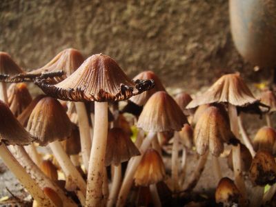 mushroom cove