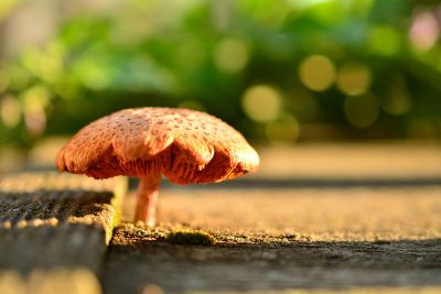 small mushroom