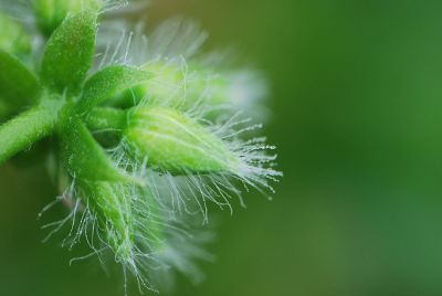 extreme close up of plant