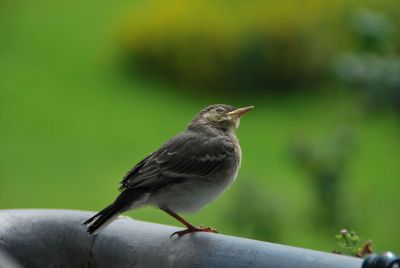 the bird stands alone