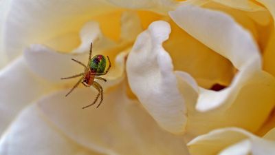spider dangling in front of a flower
