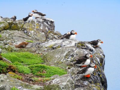 birds on rocks