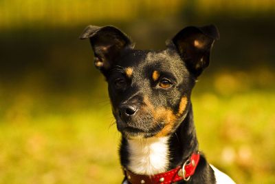 focused dog portrait