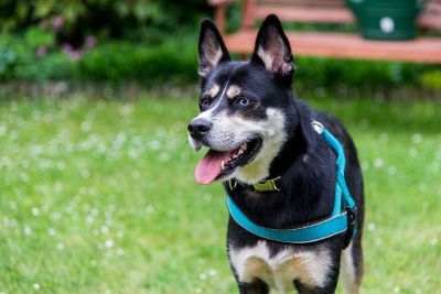 dog in a harness