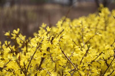 yellow blossoms on bush