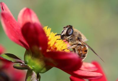 bee on a red flower