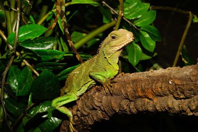 lizard on tree branch