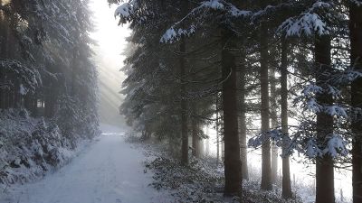 snowy path