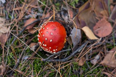 mushroom on ground