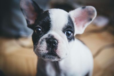 black and white puppy