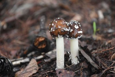 small mushrooms