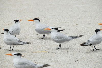 birds on a beach