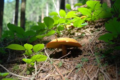 mushroom on side of hill