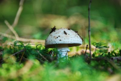mushroom on a plant