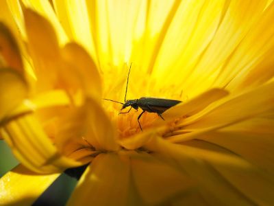 bug in yellow flower