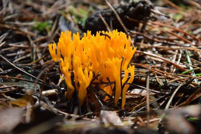 growing yellow seaweed