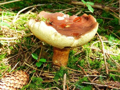 wild mushroom