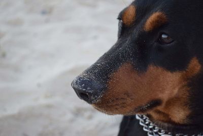 cute dog closeup