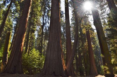 giant redwood trees in a sunny forest