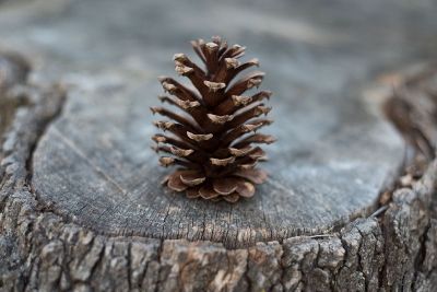 pine cone on a tree stump