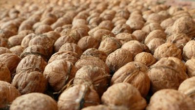 dozens of walnuts