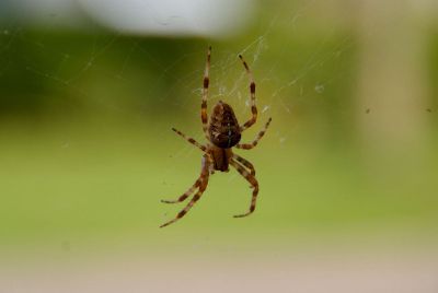 brown spider hanging on web