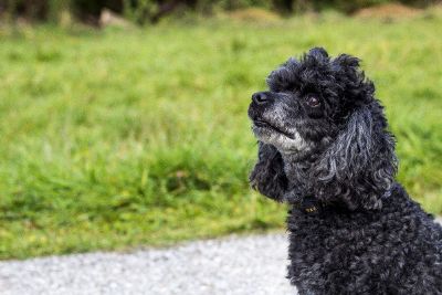 curly haired dog portrait